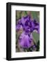 Purple bearded iris-Jim Engelbrecht-Framed Photographic Print