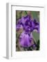 Purple bearded iris-Jim Engelbrecht-Framed Photographic Print