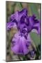 Purple bearded iris-Jim Engelbrecht-Mounted Photographic Print