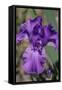 Purple bearded iris-Jim Engelbrecht-Framed Stretched Canvas