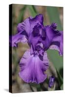 Purple bearded iris-Jim Engelbrecht-Stretched Canvas