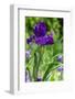Purple bearded iris-Lisa Engelbrecht-Framed Photographic Print