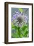 Purple beebalm-Lisa Engelbrecht-Framed Photographic Print