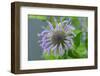 Purple beebalm-Lisa Engelbrecht-Framed Photographic Print