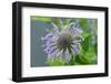 Purple beebalm-Lisa Engelbrecht-Framed Photographic Print