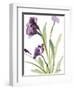 Purple Belles I-Lanie Loreth-Framed Art Print