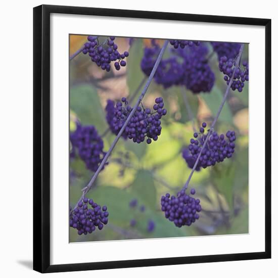 Purple Berries-Ken Bremer-Framed Giclee Print