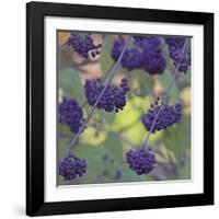 Purple Berries-Ken Bremer-Framed Giclee Print