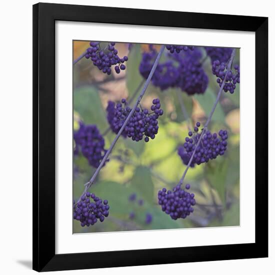 Purple Berries-Ken Bremer-Framed Giclee Print