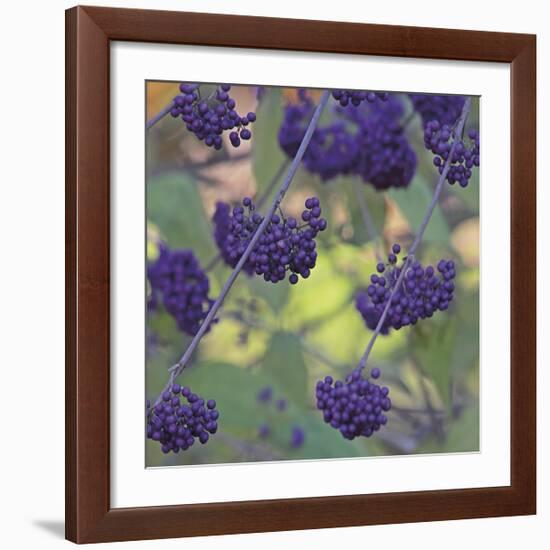 Purple Berries-Ken Bremer-Framed Giclee Print