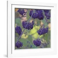 Purple Berries-Ken Bremer-Framed Giclee Print