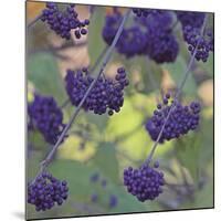 Purple Berries-Ken Bremer-Mounted Giclee Print