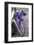 Purple bicycle on street, Limburg an der Lahn, Hesse, Germany-null-Framed Photographic Print