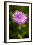 Purple Blossom-Erin Berzel-Framed Photographic Print