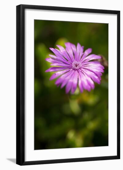 Purple Blossom-Erin Berzel-Framed Photographic Print