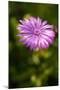 Purple Blossom-Erin Berzel-Mounted Photographic Print