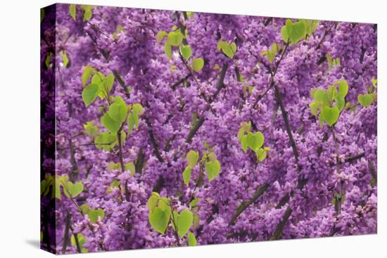 Purple Blossoms on Redbud Tree, Multnomah County, Oregon, USA-Jaynes Gallery-Stretched Canvas