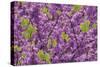 Purple Blossoms on Redbud Tree, Multnomah County, Oregon, USA-Jaynes Gallery-Stretched Canvas