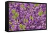 Purple Blossoms on Redbud Tree, Multnomah County, Oregon, USA-Jaynes Gallery-Framed Stretched Canvas