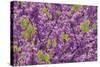 Purple Blossoms on Redbud Tree, Multnomah County, Oregon, USA-Jaynes Gallery-Stretched Canvas