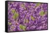 Purple Blossoms on Redbud Tree, Multnomah County, Oregon, USA-Jaynes Gallery-Framed Stretched Canvas