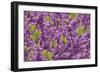 Purple Blossoms on Redbud Tree, Multnomah County, Oregon, USA-Jaynes Gallery-Framed Photographic Print