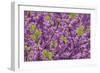 Purple Blossoms on Redbud Tree, Multnomah County, Oregon, USA-Jaynes Gallery-Framed Photographic Print