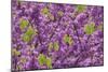Purple Blossoms on Redbud Tree, Multnomah County, Oregon, USA-Jaynes Gallery-Mounted Photographic Print