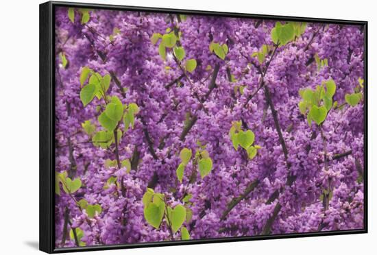 Purple Blossoms on Redbud Tree, Multnomah County, Oregon, USA-Jaynes Gallery-Framed Photographic Print