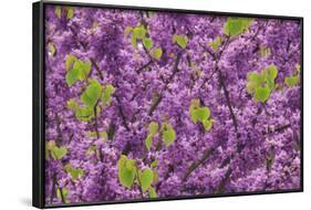 Purple Blossoms on Redbud Tree, Multnomah County, Oregon, USA-Jaynes Gallery-Framed Photographic Print