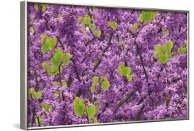 Purple Blossoms on Redbud Tree, Multnomah County, Oregon, USA-Jaynes Gallery-Framed Photographic Print