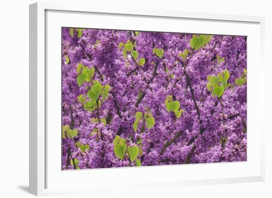 Purple Blossoms on Redbud Tree, Multnomah County, Oregon, USA-Jaynes Gallery-Framed Photographic Print