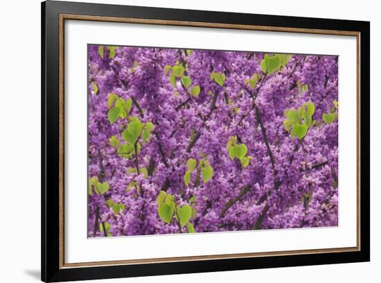 Purple Blossoms on Redbud Tree, Multnomah County, Oregon, USA-Jaynes Gallery-Framed Photographic Print