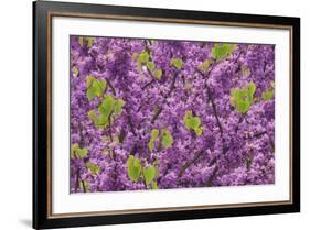 Purple Blossoms on Redbud Tree, Multnomah County, Oregon, USA-Jaynes Gallery-Framed Photographic Print