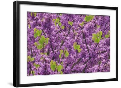 Redbud classic coupon code
