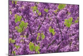 Purple Blossoms on Redbud Tree, Multnomah County, Oregon, USA-Jaynes Gallery-Mounted Photographic Print