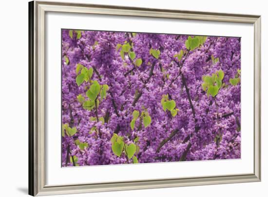 Purple Blossoms on Redbud Tree, Multnomah County, Oregon, USA-Jaynes Gallery-Framed Photographic Print