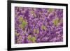 Purple Blossoms on Redbud Tree, Multnomah County, Oregon, USA-Jaynes Gallery-Framed Photographic Print