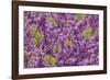 Purple Blossoms on Redbud Tree, Multnomah County, Oregon, USA-Jaynes Gallery-Framed Photographic Print