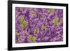 Purple Blossoms on Redbud Tree, Multnomah County, Oregon, USA-Jaynes Gallery-Framed Photographic Print
