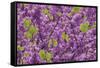 Purple Blossoms on Redbud Tree, Multnomah County, Oregon, USA-Jaynes Gallery-Framed Stretched Canvas