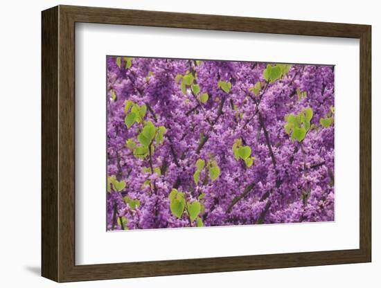 Purple Blossoms on Redbud Tree, Multnomah County, Oregon, USA-Jaynes Gallery-Framed Photographic Print