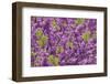 Purple Blossoms on Redbud Tree, Multnomah County, Oregon, USA-Jaynes Gallery-Framed Photographic Print