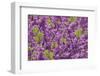 Purple Blossoms on Redbud Tree, Multnomah County, Oregon, USA-Jaynes Gallery-Framed Photographic Print