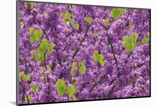 Purple Blossoms on Redbud Tree, Multnomah County, Oregon, USA-Jaynes Gallery-Mounted Photographic Print