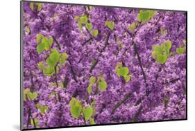 Purple Blossoms on Redbud Tree, Multnomah County, Oregon, USA-Jaynes Gallery-Mounted Photographic Print