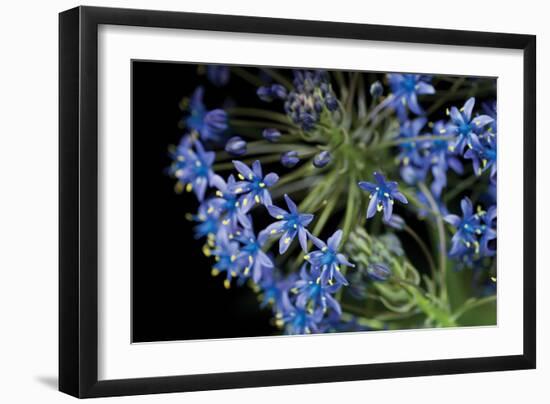 Purple Blossoms-Erin Berzel-Framed Photographic Print