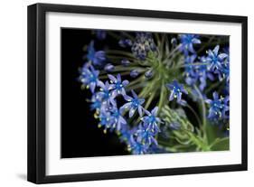 Purple Blossoms-Erin Berzel-Framed Photographic Print