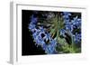 Purple Blossoms-Erin Berzel-Framed Photographic Print