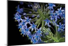 Purple Blossoms-Erin Berzel-Mounted Photographic Print